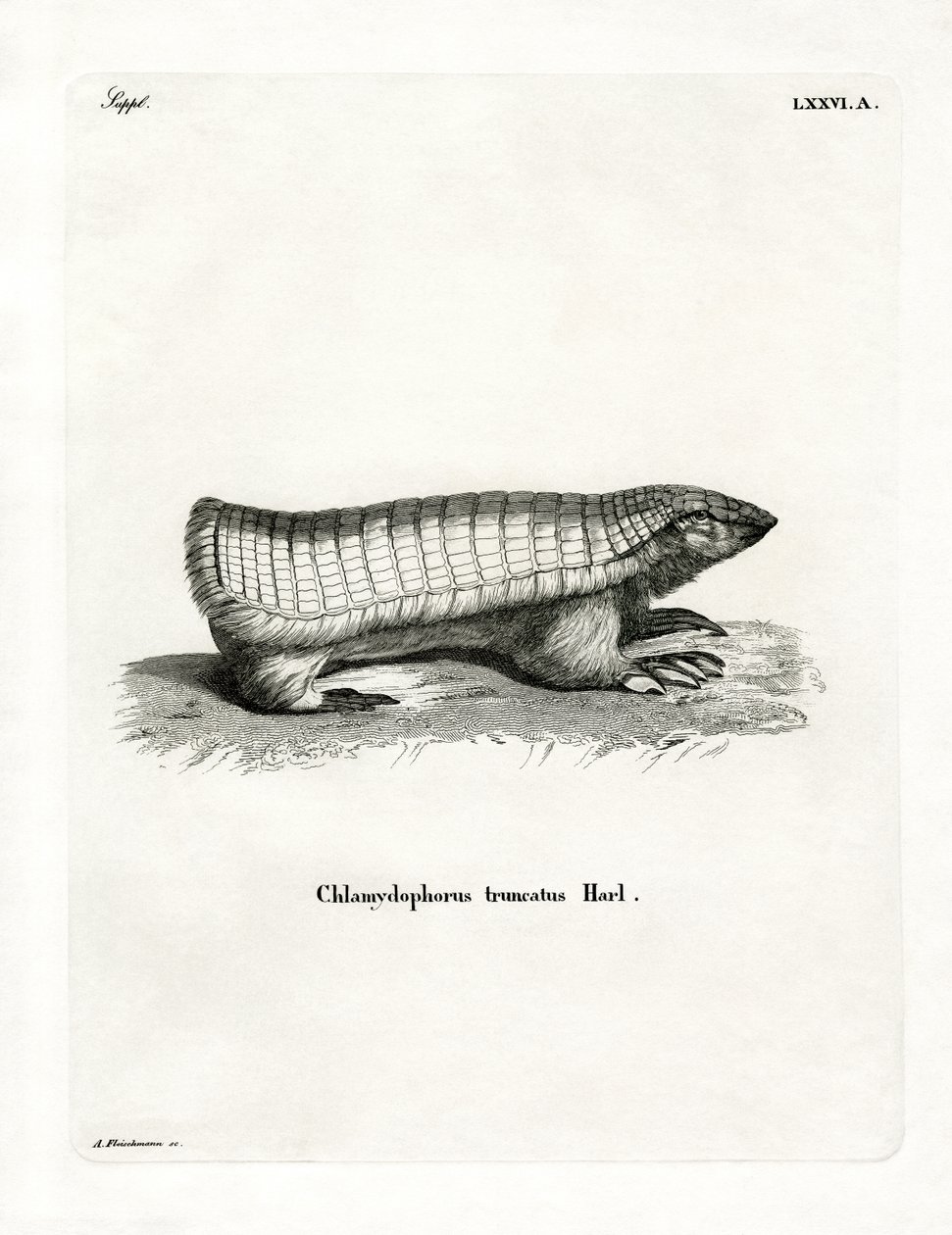 Armadillo fata rosa da German School