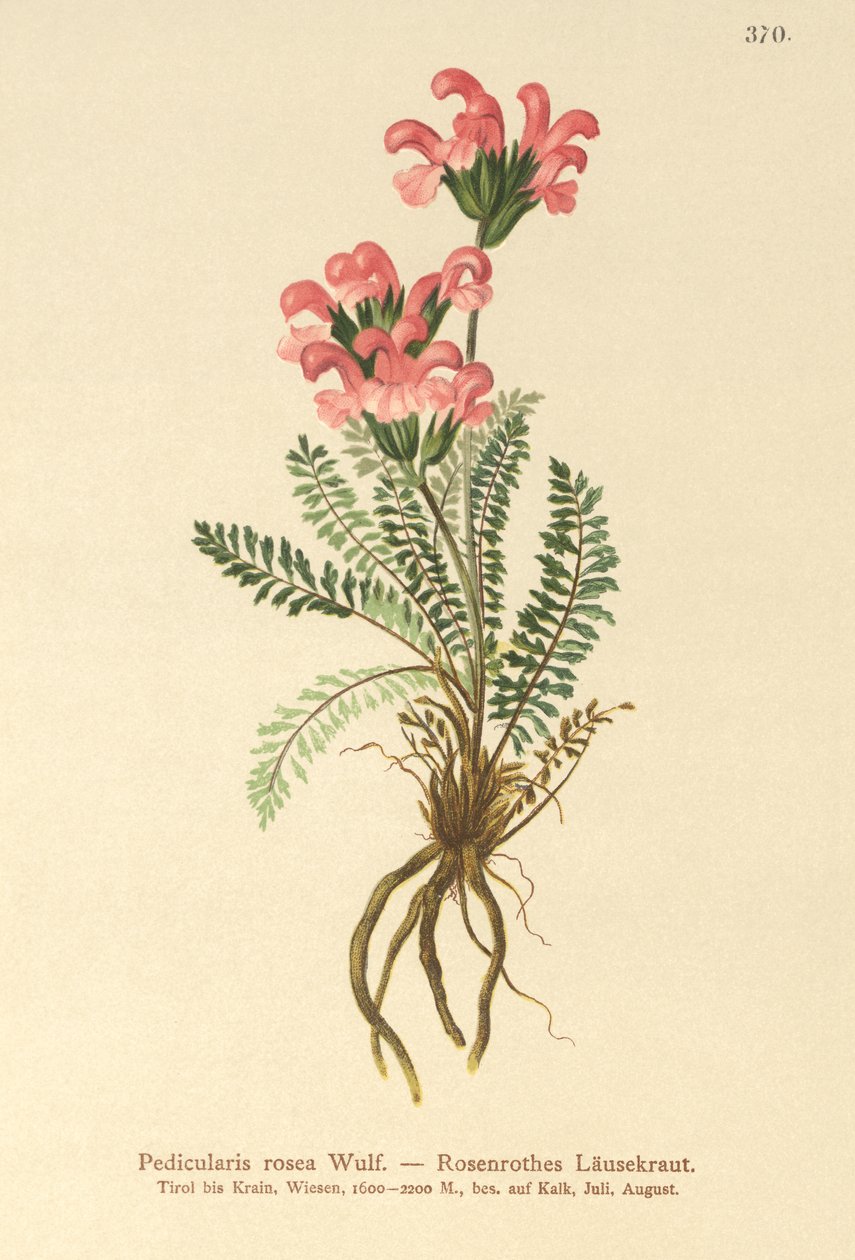 Pedicolare rosa (Pedicularis rosea) da German School
