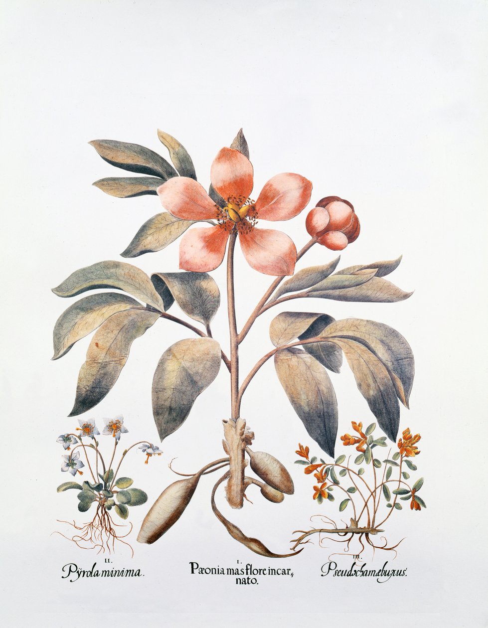 Peonia rosa da German School