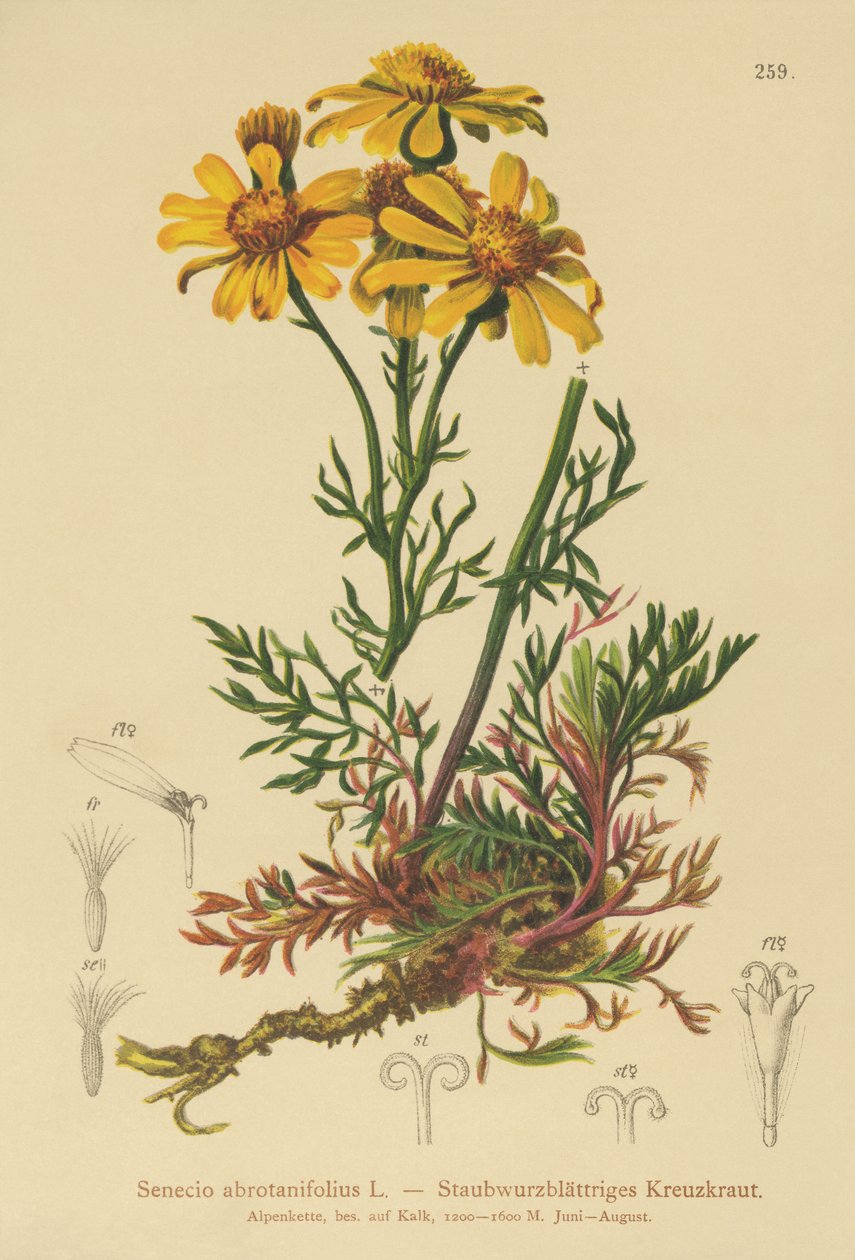 Senecio a foglie pennate da German School