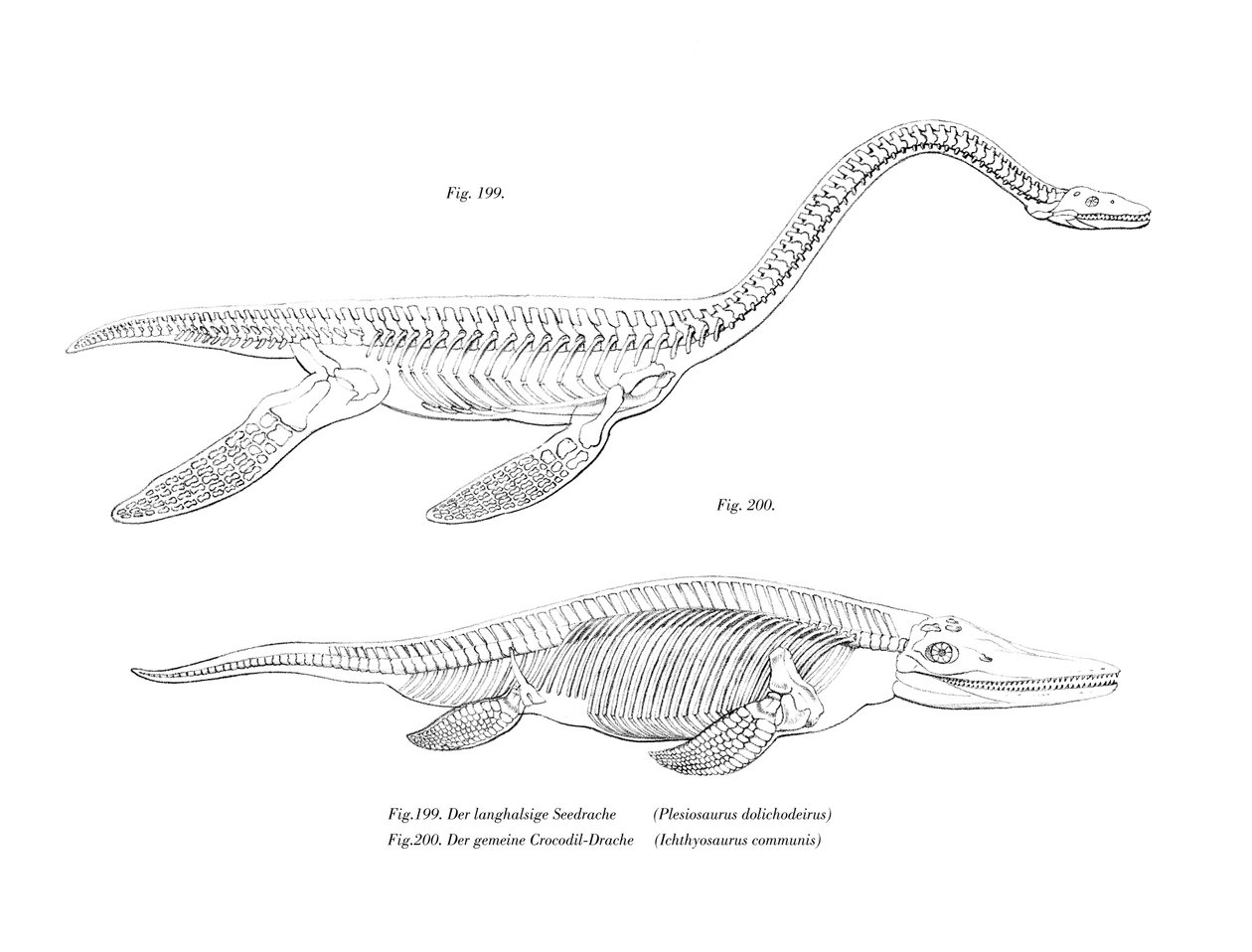 Plesiosauro da German School