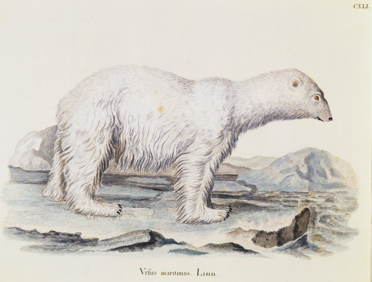 Orso polare (Ursus maritimus), da Mammiferi illustrati dalla Natura con descrizioni, di Johann Christian Daniel von Schreber (1739-1810), incisione di IC Bock dopo un disegno di Marechal, volume 3, tavola 141, Germania da German School