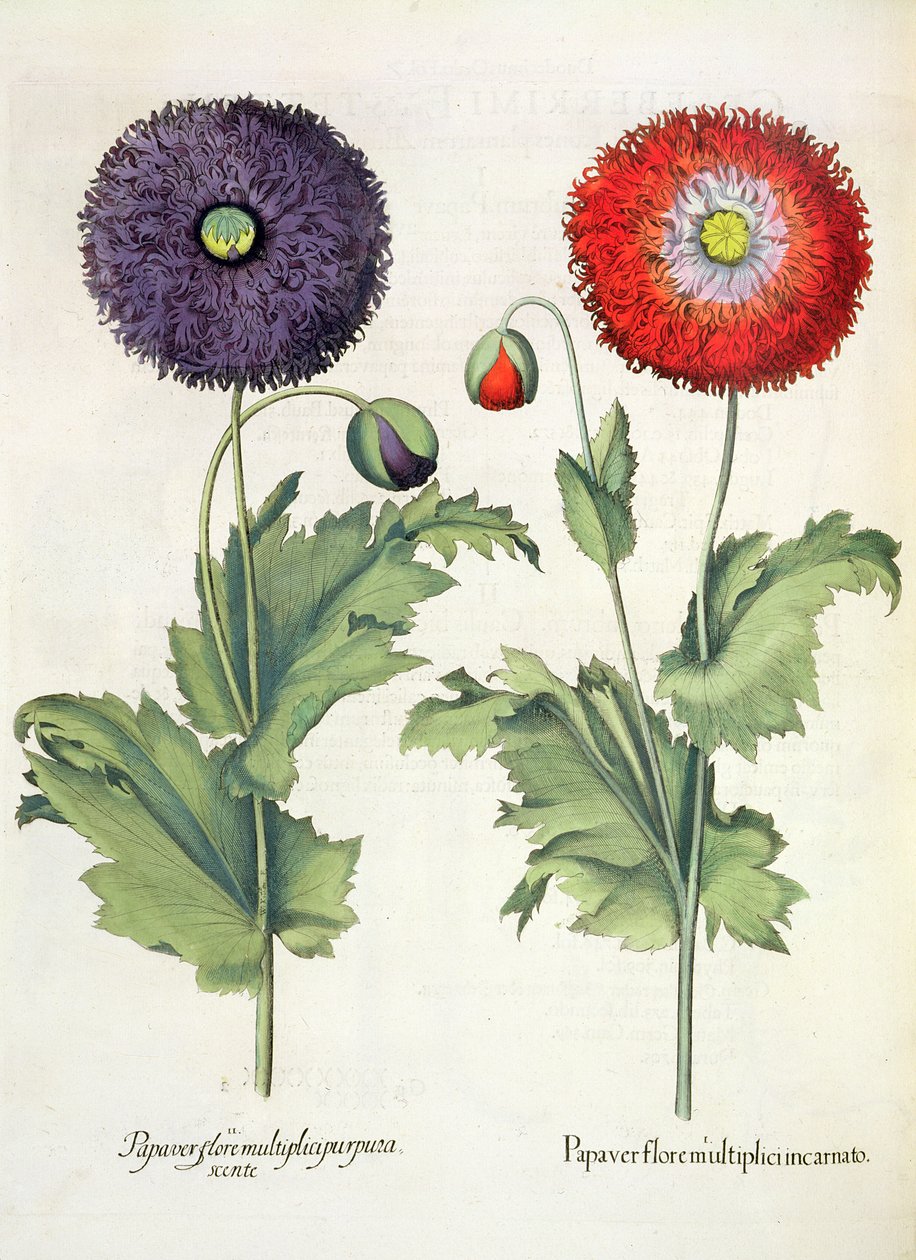 Papaveri, dal Hortus Eystettensis di Basil Besler, pub. 1613 da German School