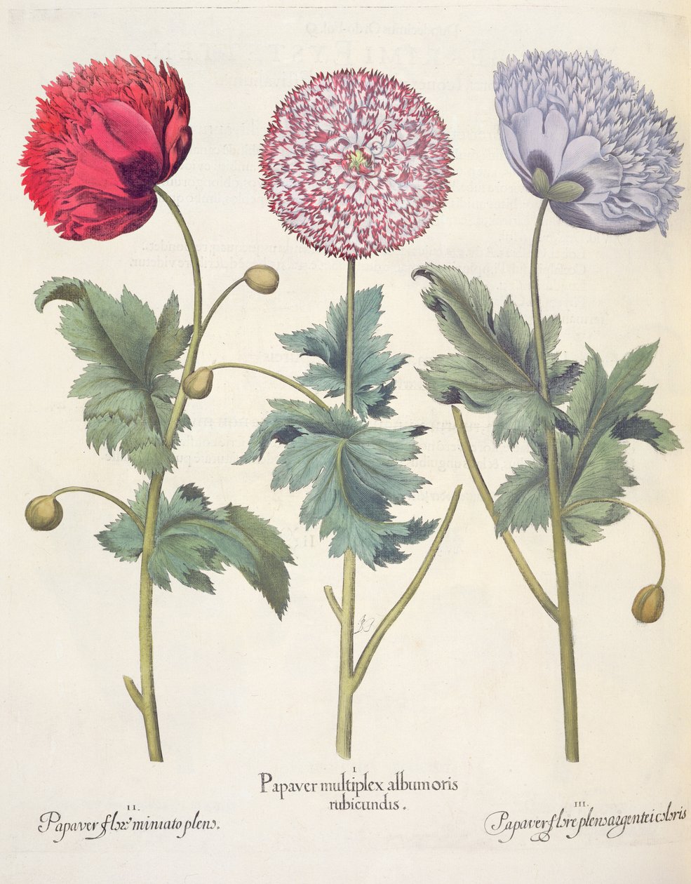 Papaveri, dal Hortus Eystettensis di Basil Besler, pub. 1613 da German School