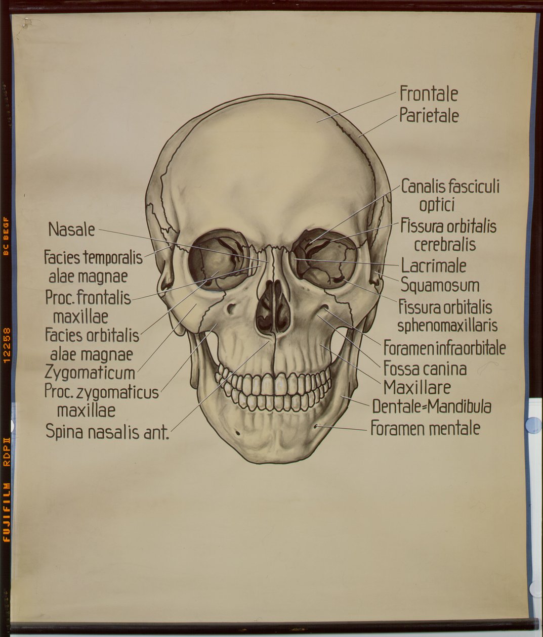 Poster di un cranio umano da German School