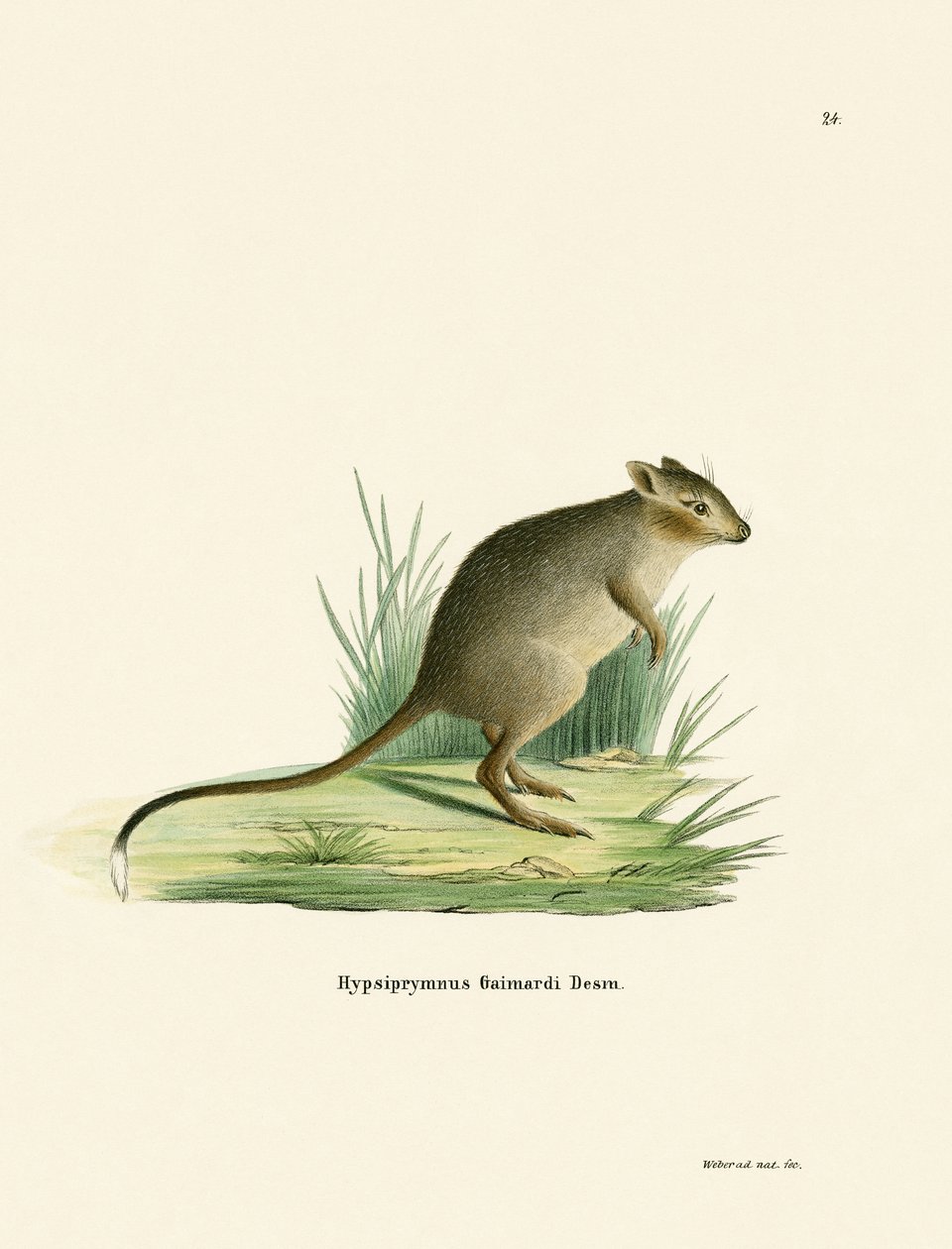 Potoroo da German School