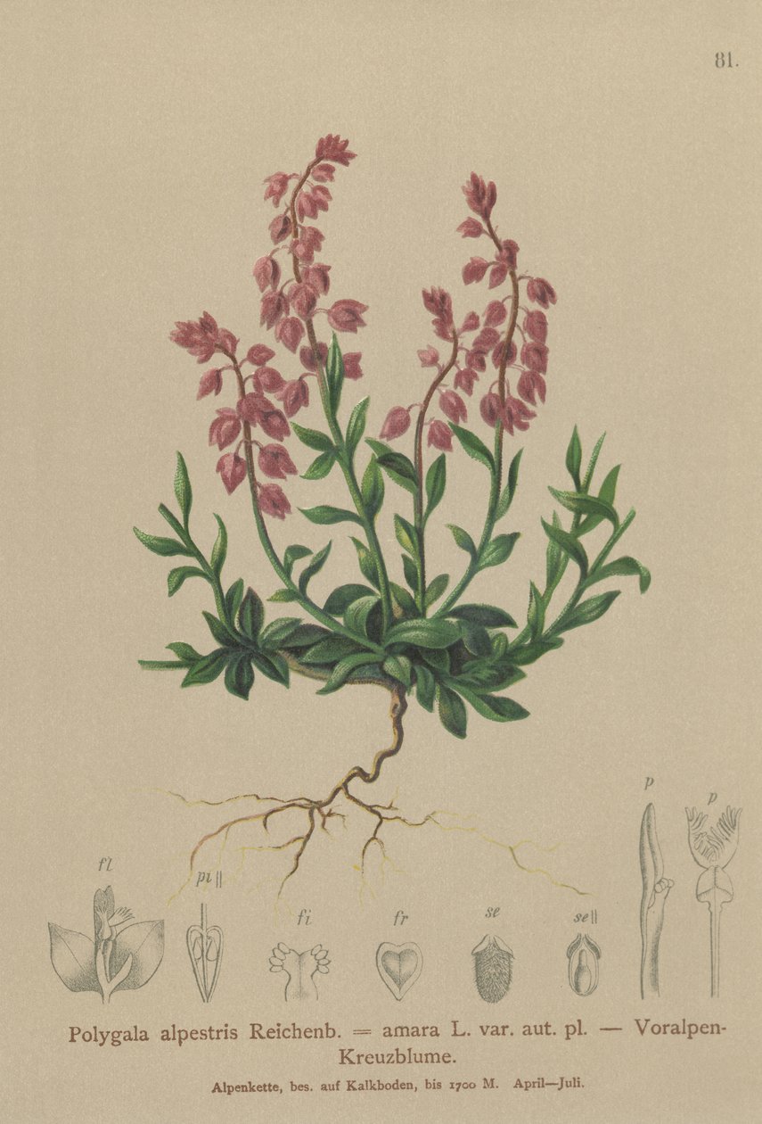 Polygala alpestris da German School