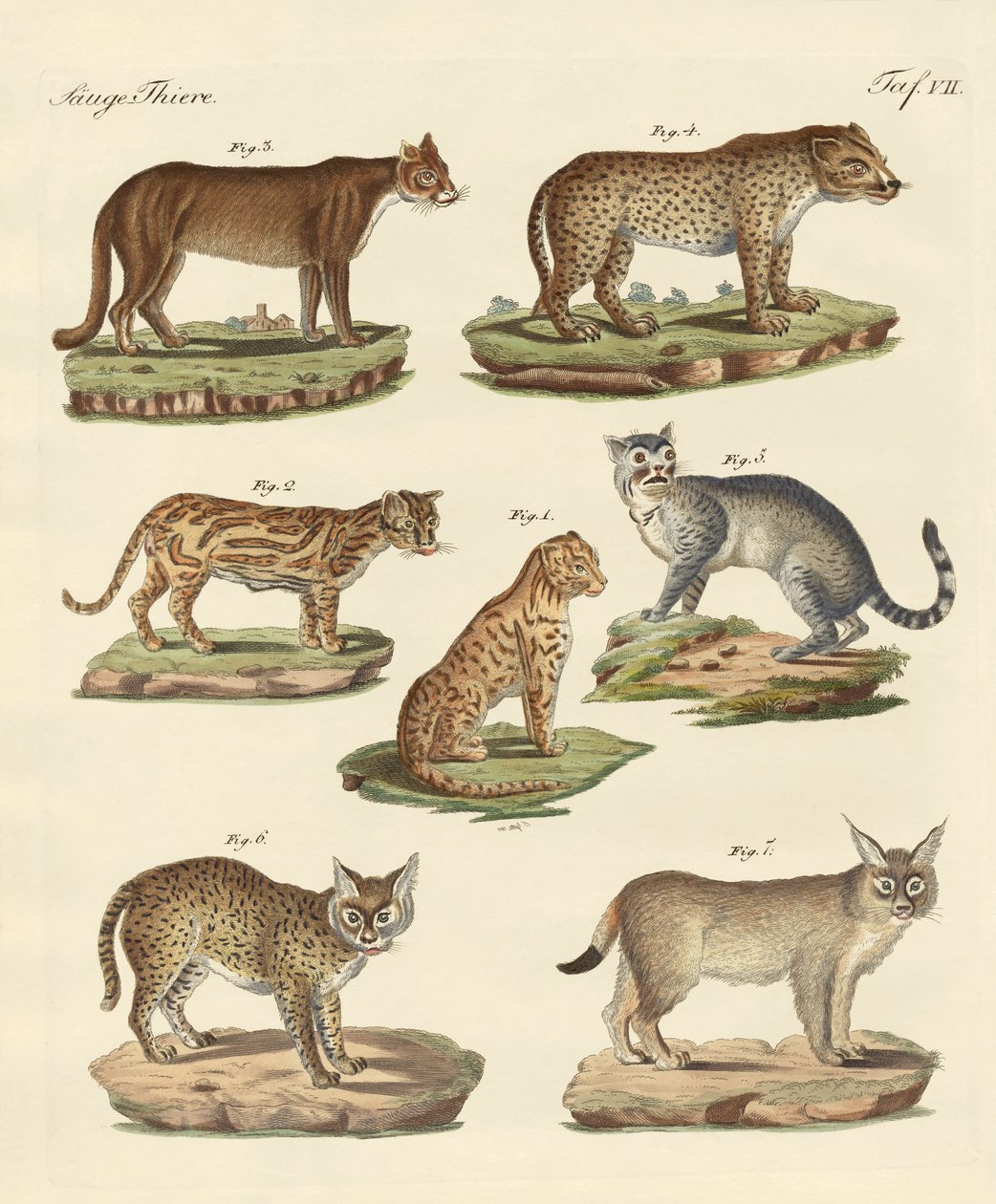 Predatori da tutte le parti del mondo da German School