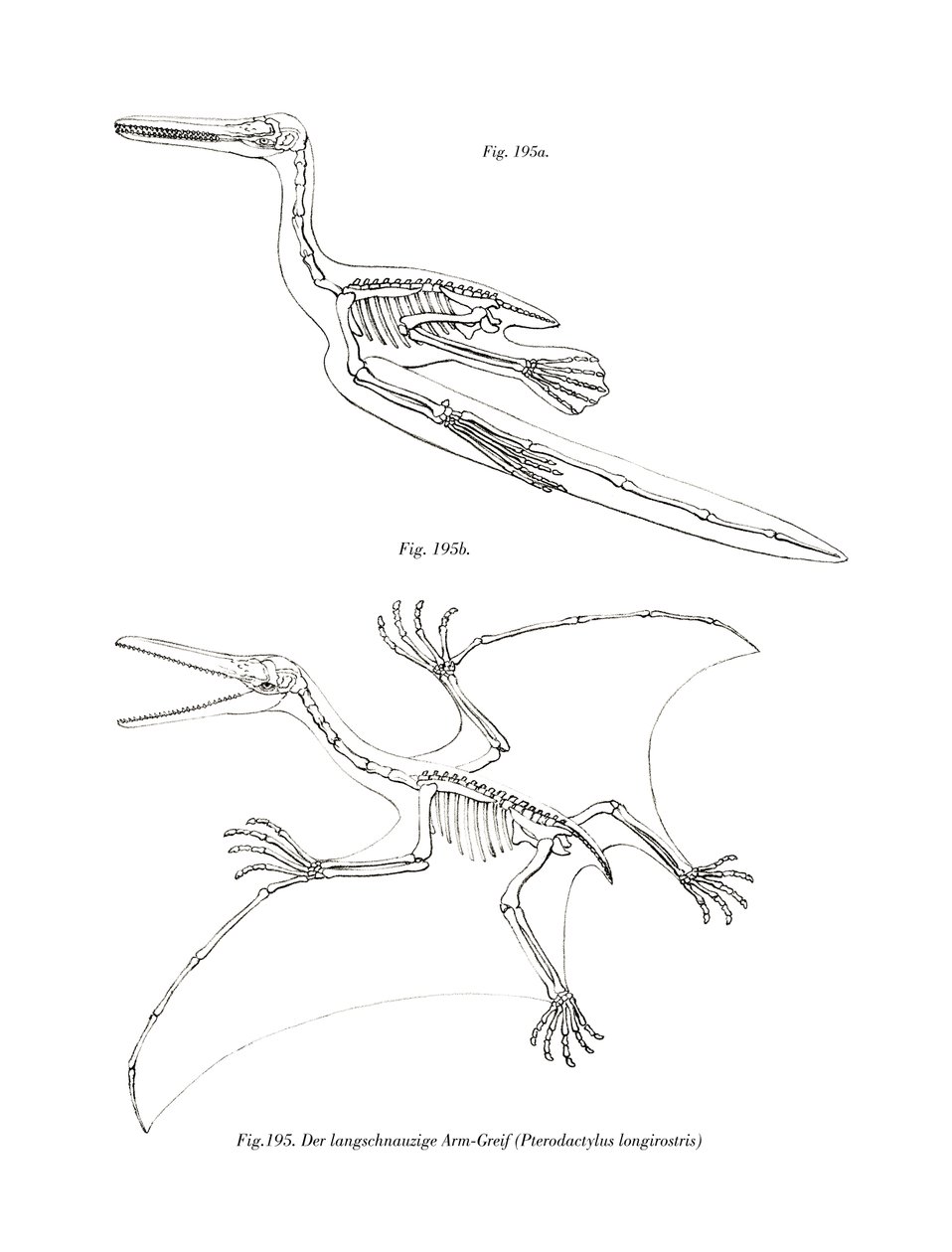 Pterodattilo da German School