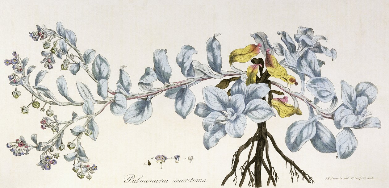 Pulmonaria Maritima, 1785-1788 da German School