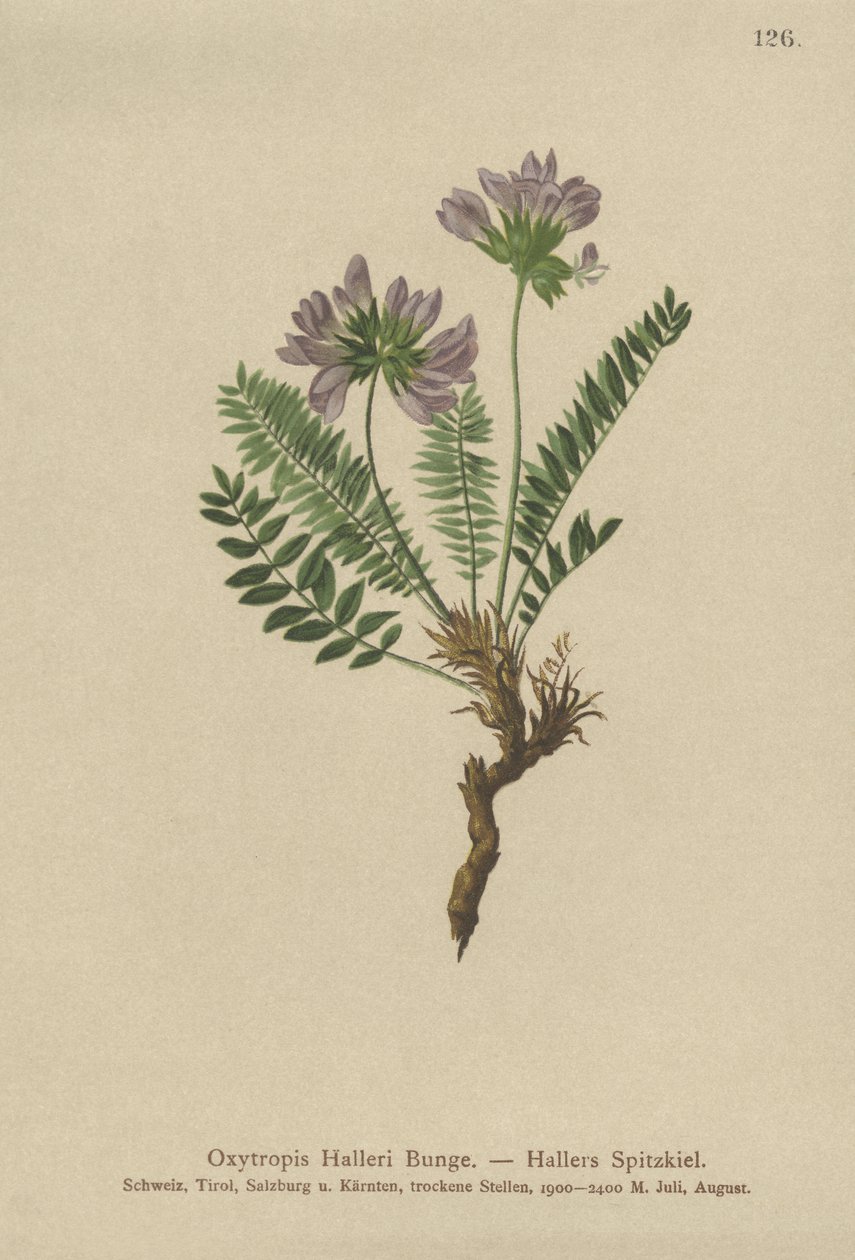 Ossitropide viola (Oxytropis halleri) da German School