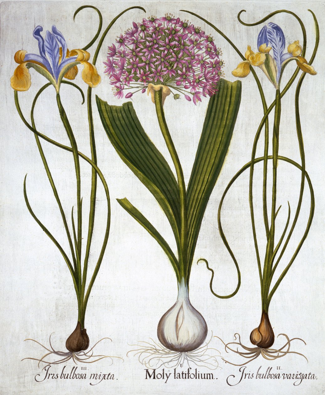 Sensazione viola e iris spagnoli, da Hortus Eystettensis, di Basil Besler, pub. 1613 da German School