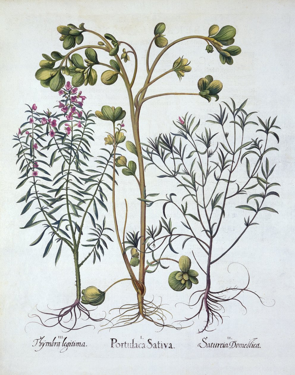 Portulaca, santoreggia estiva e santoreggia invernale, da Hortus Eystettensis, di Basil Besler, pub. 1613 da German School
