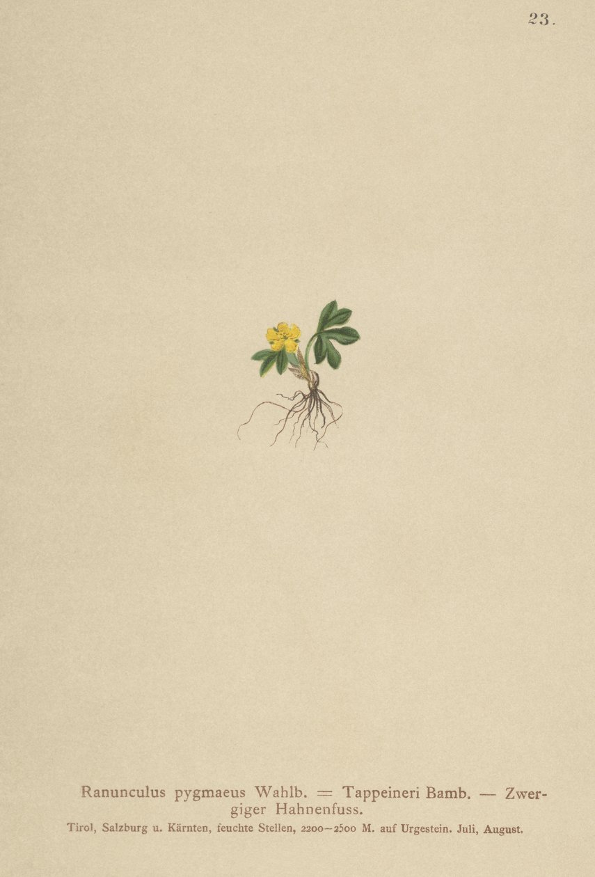 Ranuncolo pigmeo (Ranunculus pygmaeus, Ranunculus tappeineri, Ranunculus baerianus, Ranunculus pygmaeus var. langeanu) da German School