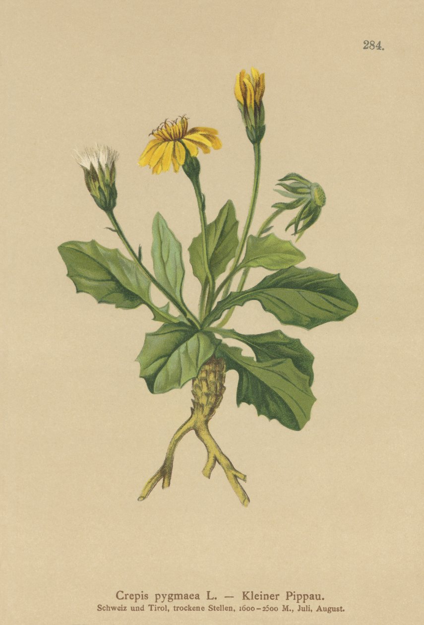 Crepis pigmea (Crepis pygmaea, Hieracium pumilum) da German School