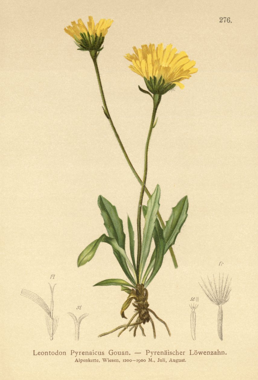 Dente di leone pirenaico (Leontodon Pyrenaicum, Leontodon Pyrenaicus) da German School