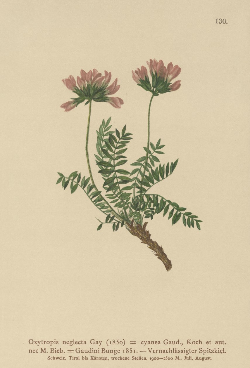 Astragalo pirenaico (Oxytropis neglecta, Oxytropis cyanea, Oxytropis gaudini, Oxytropis albana, Oxytropis caucasica, Oxytropis pyrenaica, Astragalus pyrenaicus) da German School