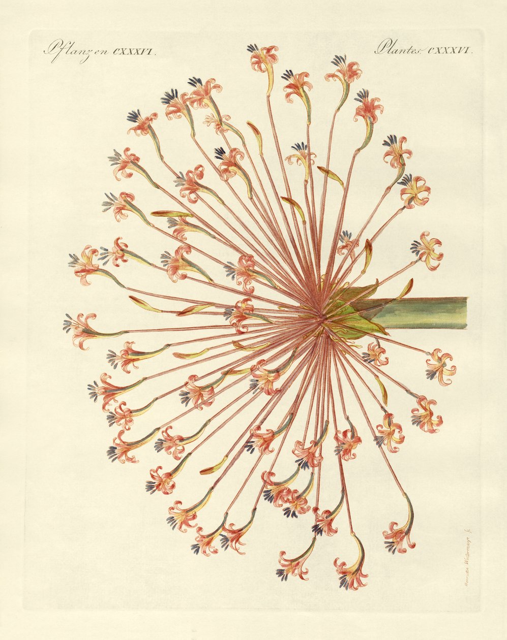Piante ornamentali rare (incisione colorata) da German School