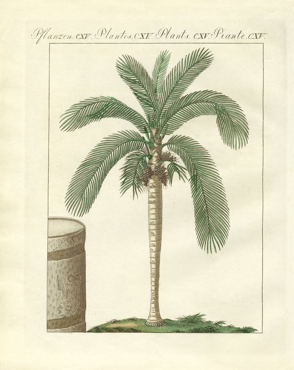 Alberi rari (incisione colorata) da German School