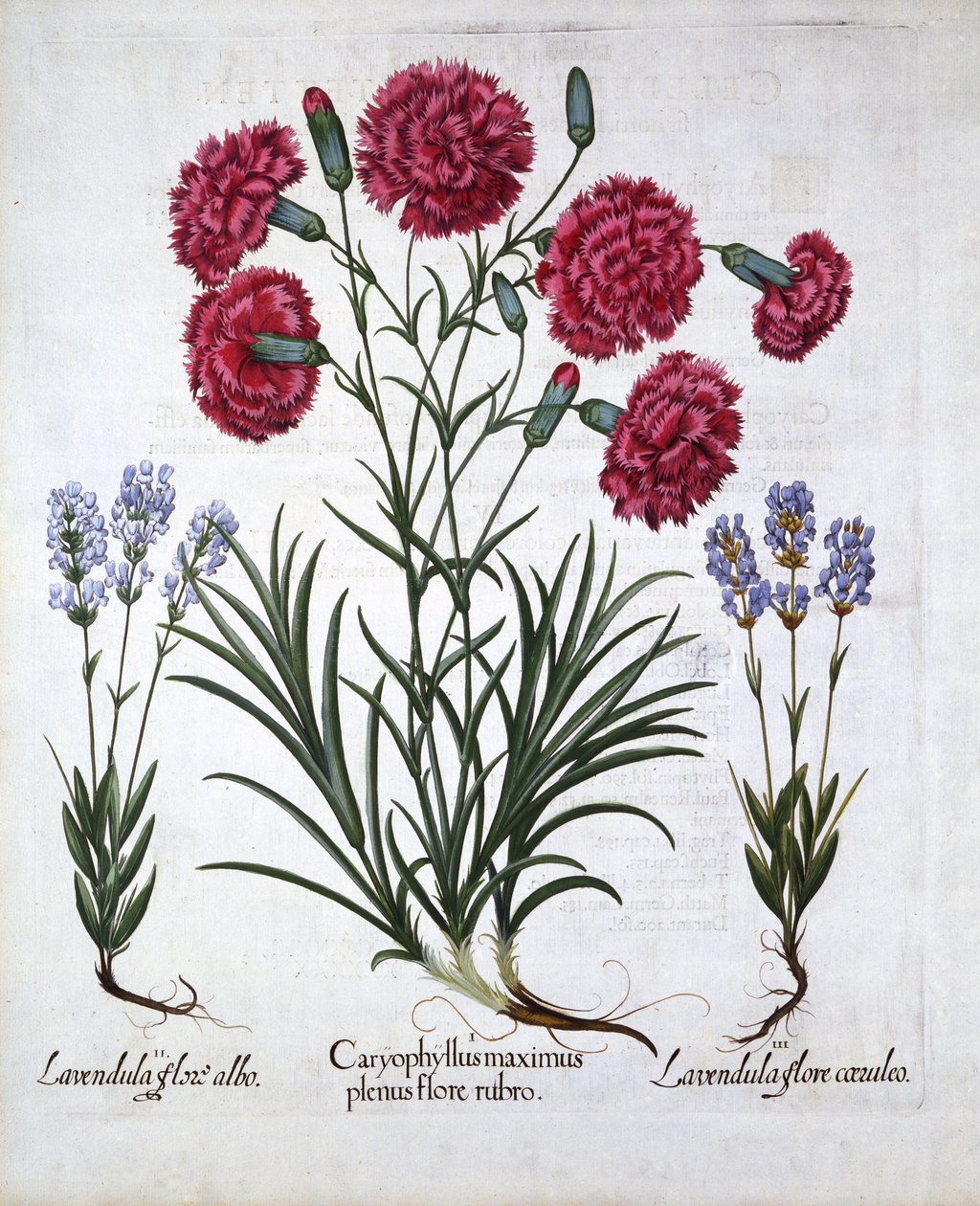 Garofano rosso e lavanda, da Hortus Eystettensis, di Basil Besler, pub. 1613 da German School