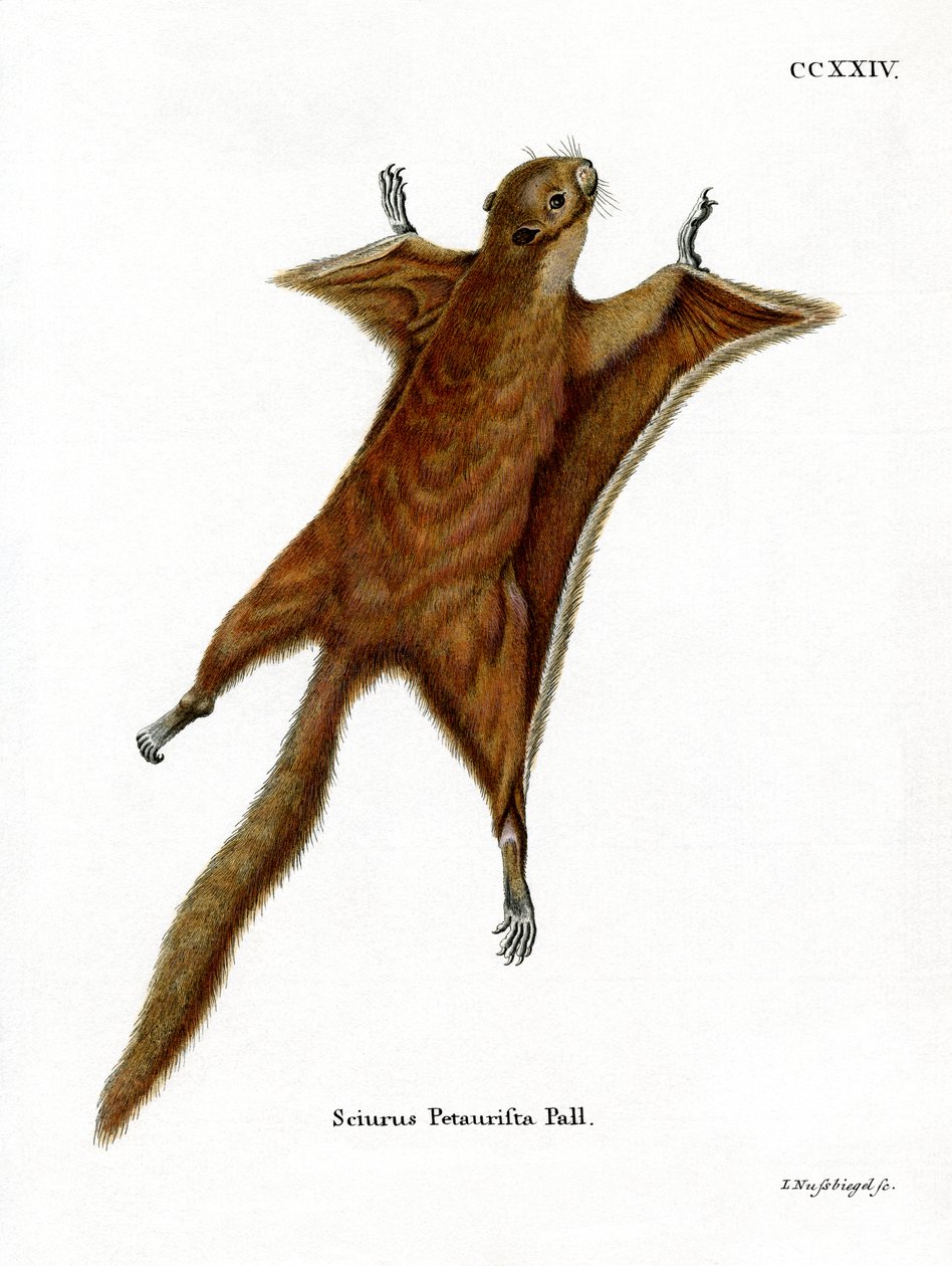 Scoiattolo volante gigante rosso da German School