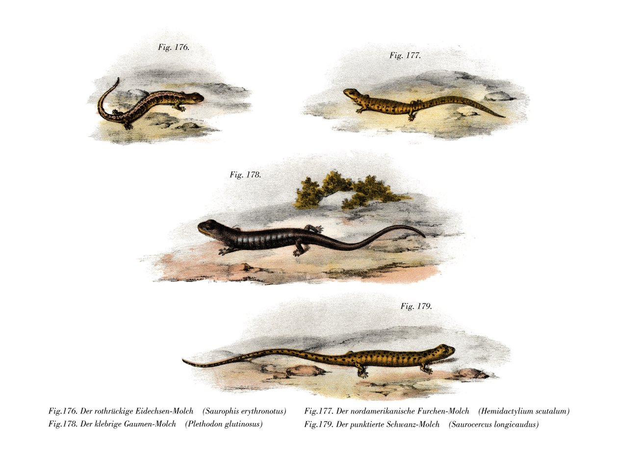 Salamandra dalla schiena rossa da German School
