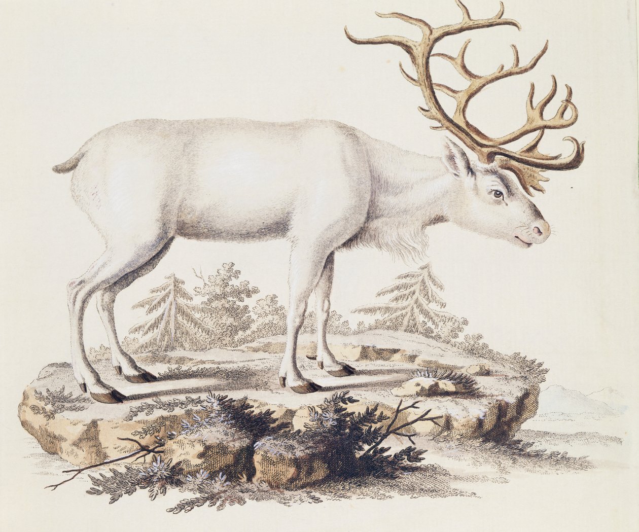Renna (Cervus tarandus), da Mammiferi illustrati dalla Natura con descrizioni, di Johann Christian Daniel von Schreber (1739-1810), incisione di I Nufsbiegel, volume 5, tavola 248-C, Germania da German School