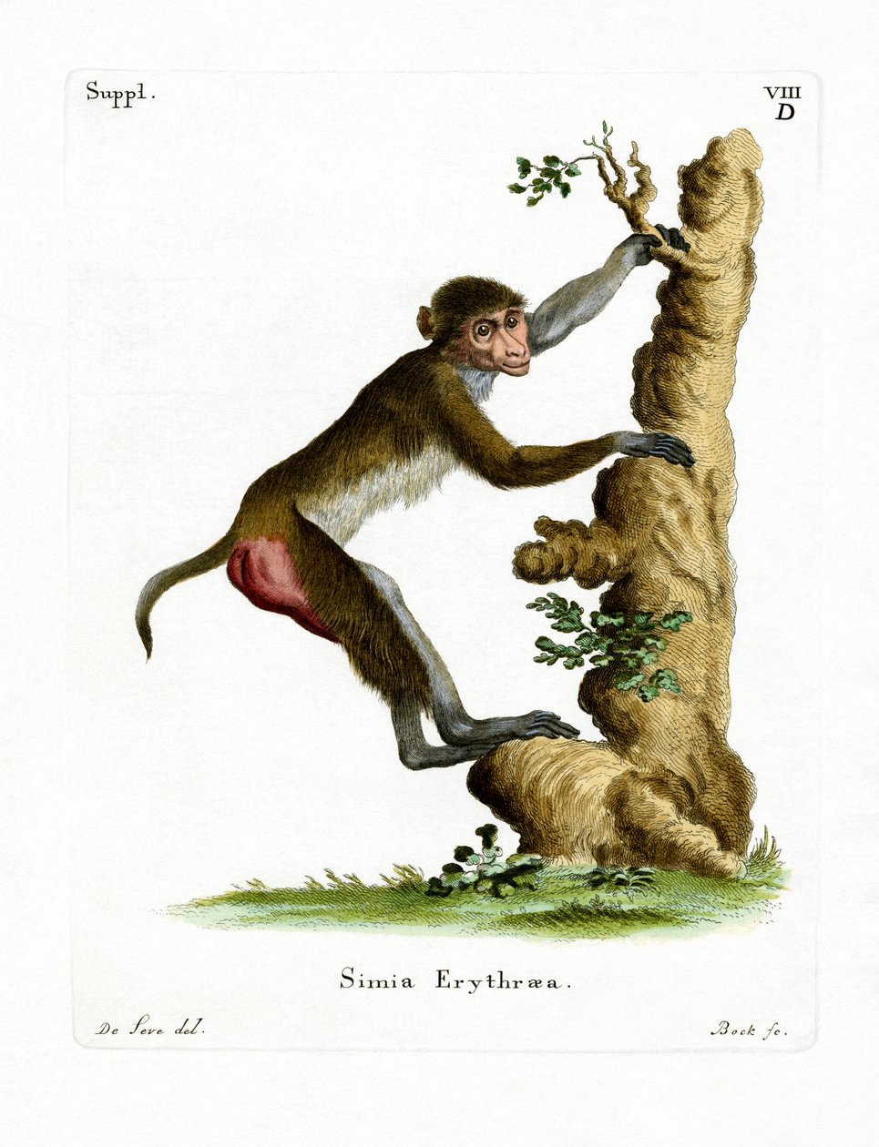 Macaco rhesus da German School