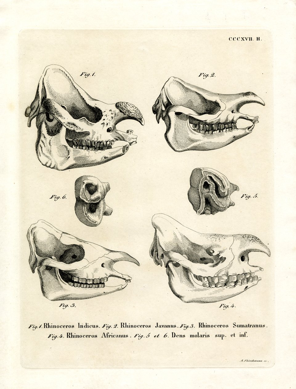 Teschi di rinoceronte da German School