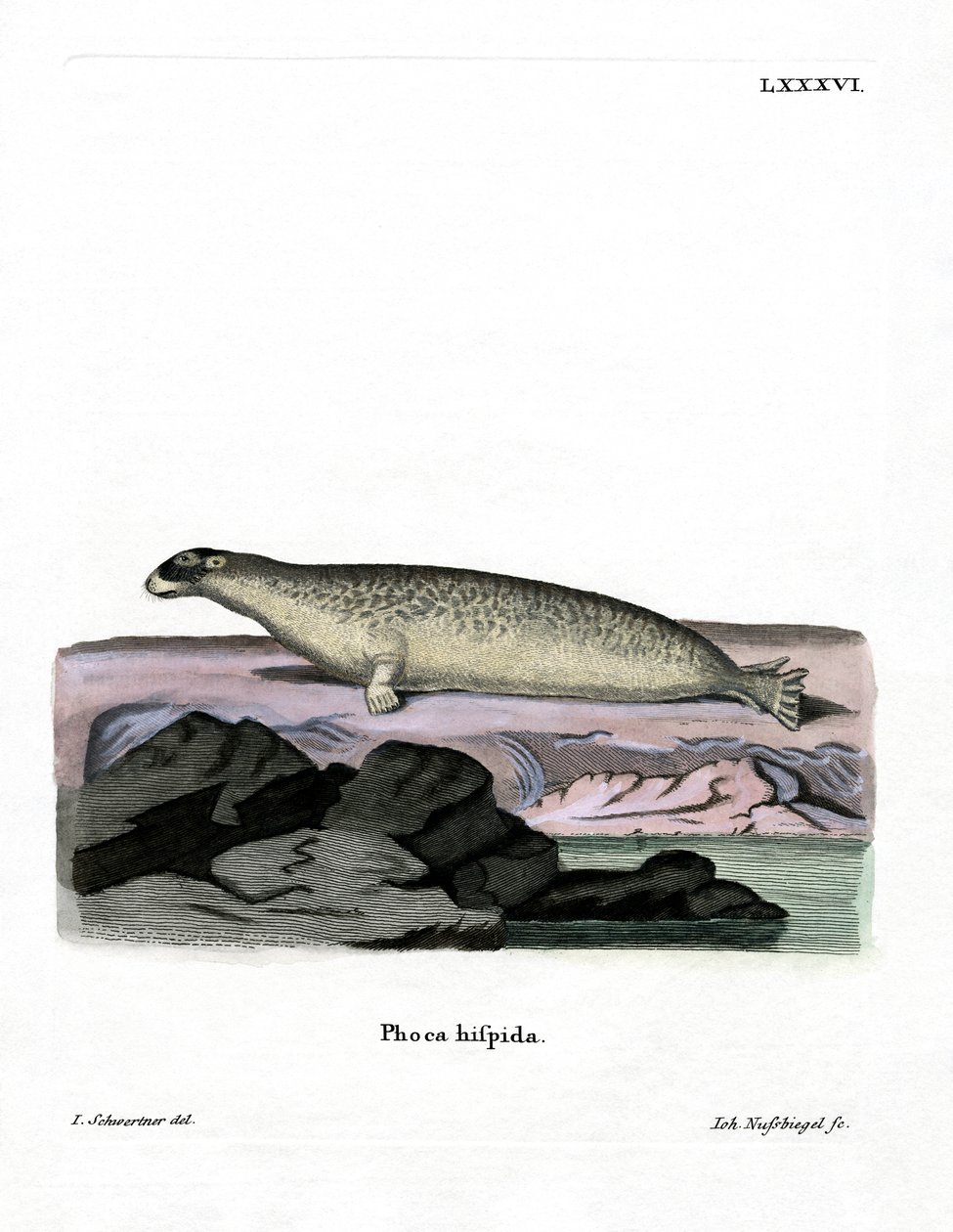 Foca dagli anelli da German School