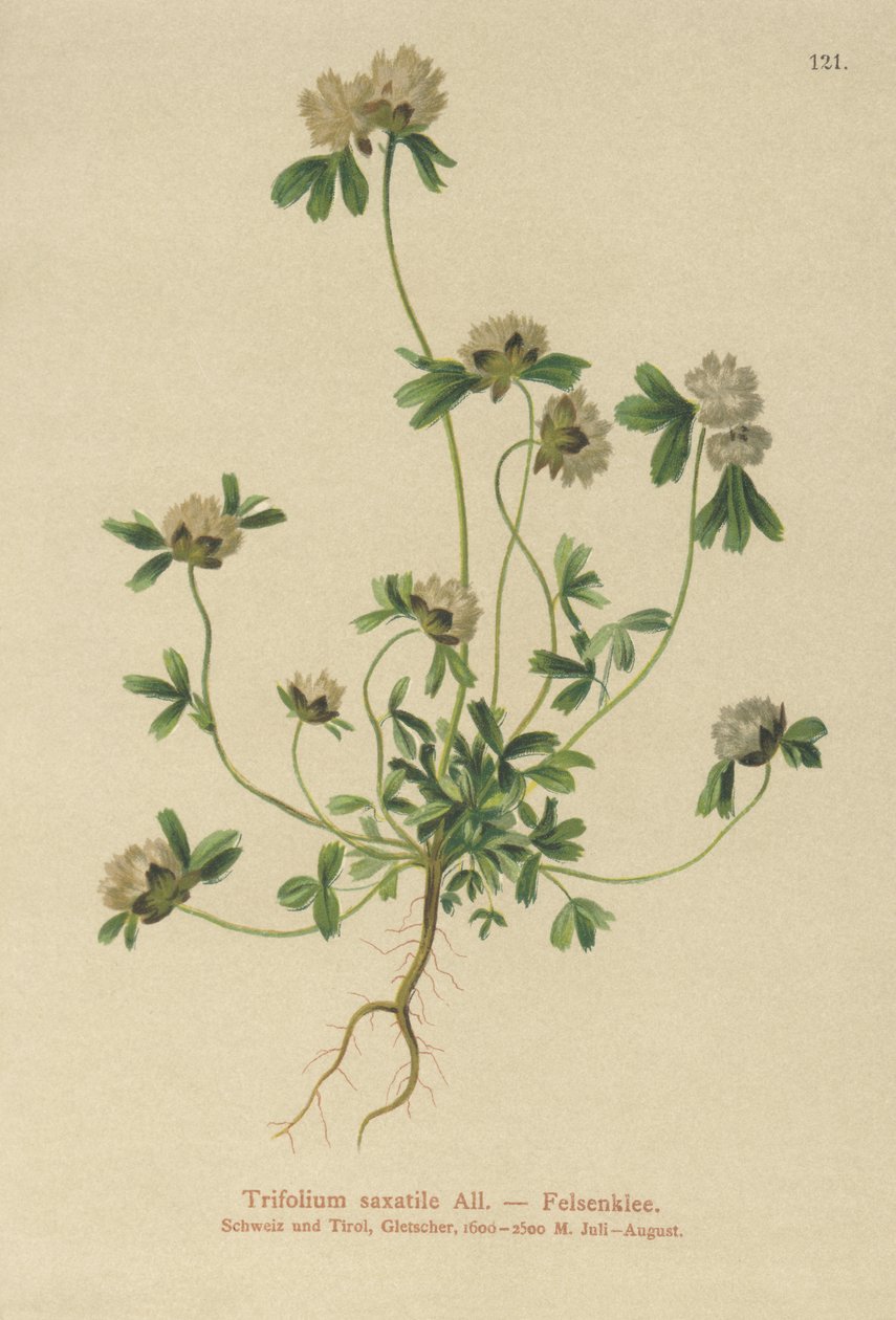 Trifoglio delle rocce (Trifolium saxatile) da German School