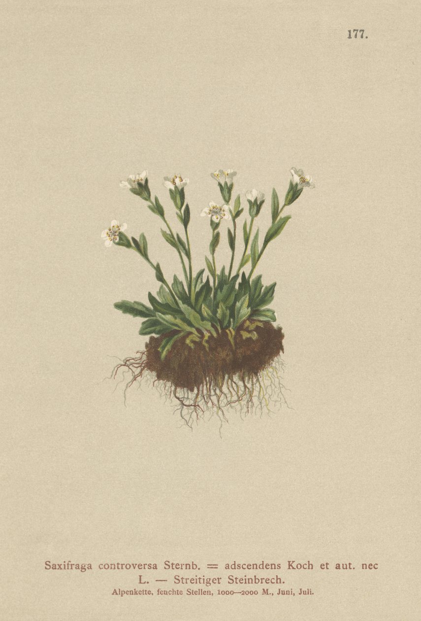 Sassifraga rupestre (Saxifraga controversa, Saxifraga adscendens) da German School