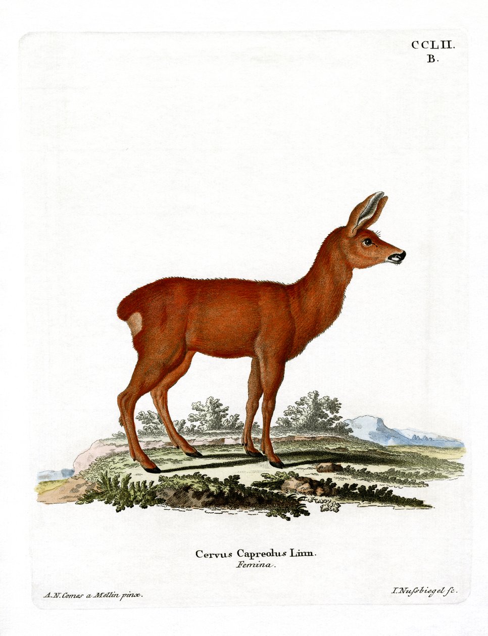 Capriolo da German School