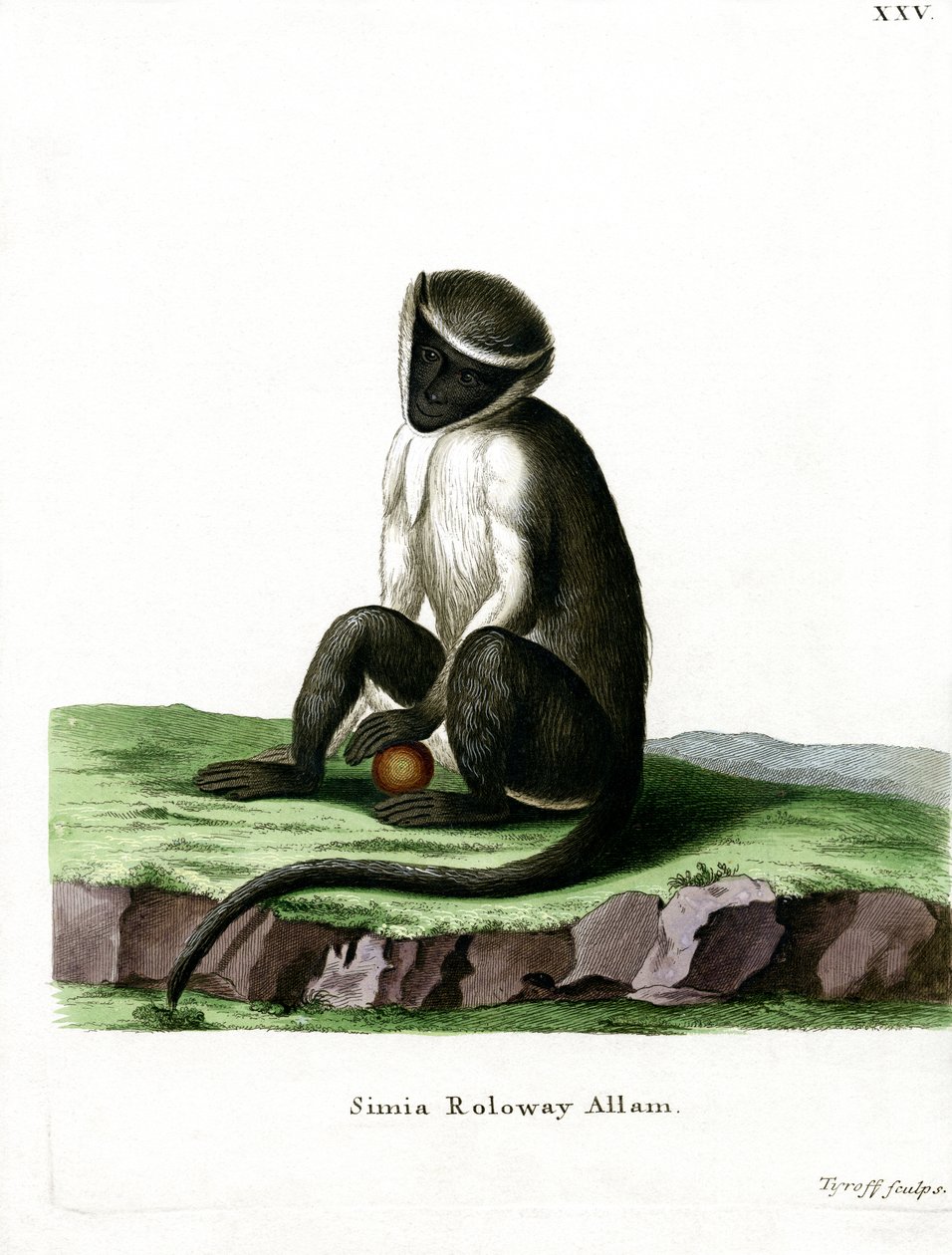 Guenon Roloway da German School