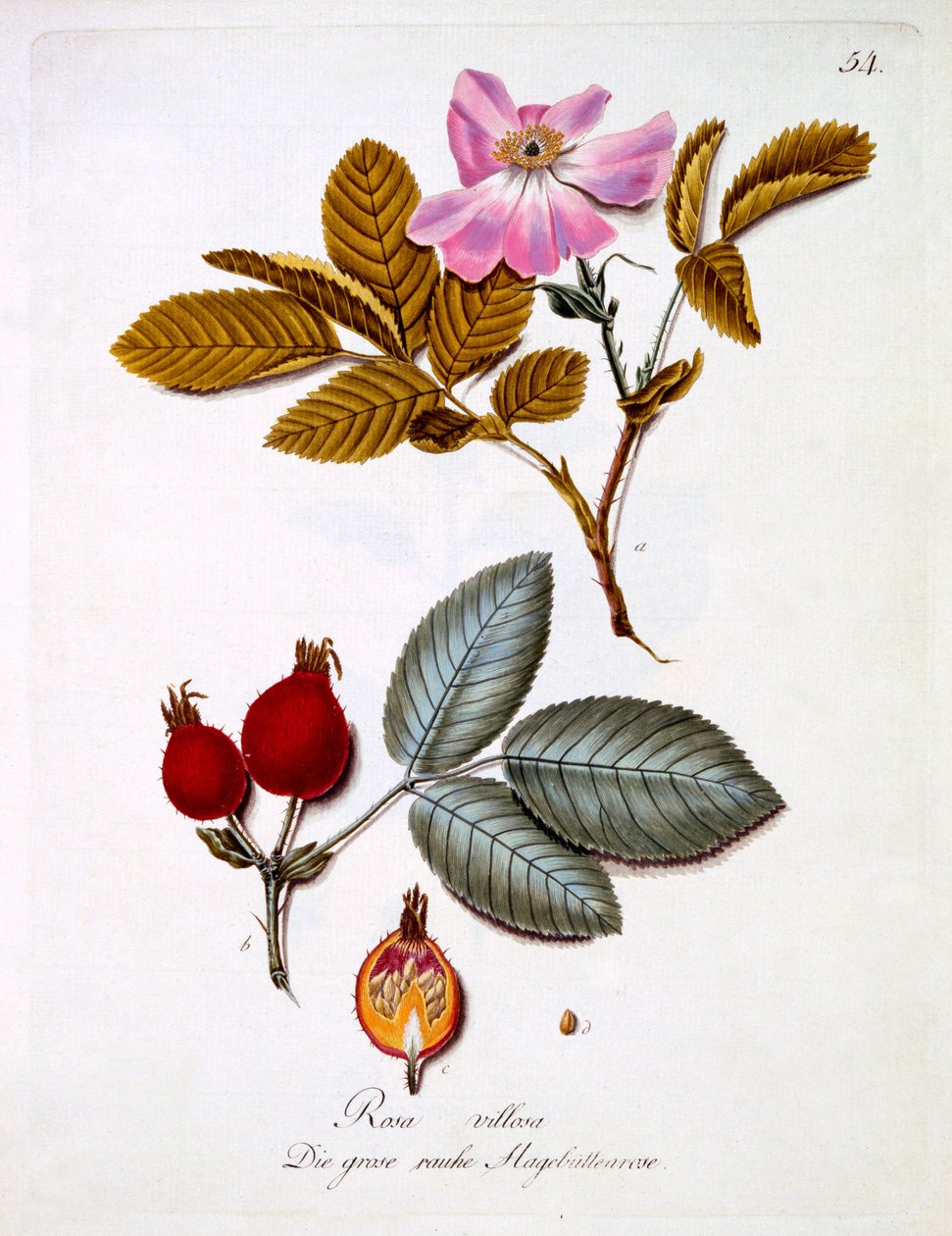 Rosa villosa, illustrazione da un libro di fiori selvatici tedeschi di Johann Daniel von Reitter, pubblicato c.1803-5 da German School