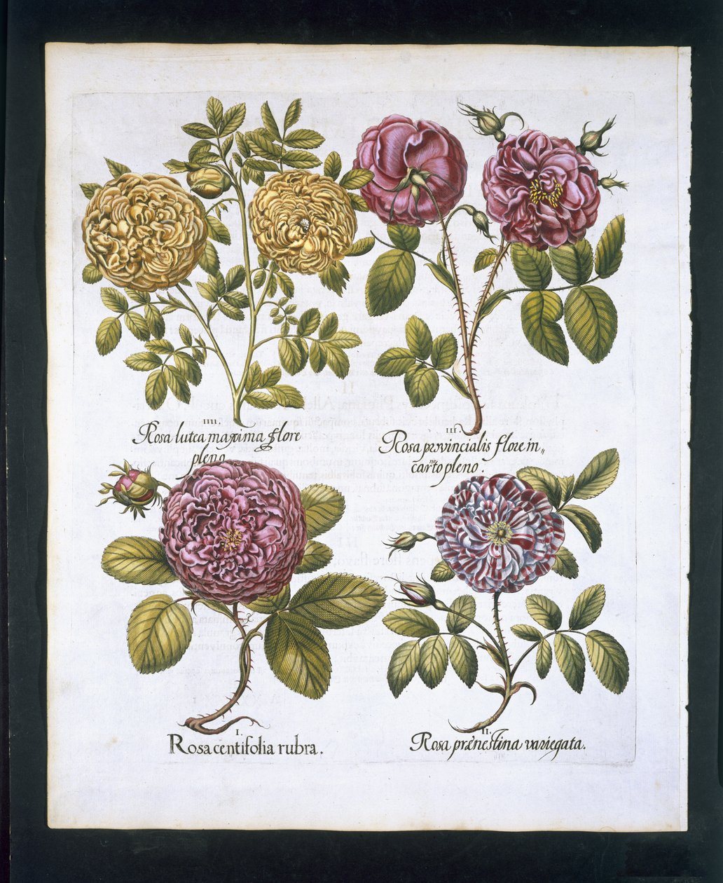 Rose, tavola 95 da Hortus Eystettensis di Basil Besler (1561-1629) pubblicato nel 1613 da German School