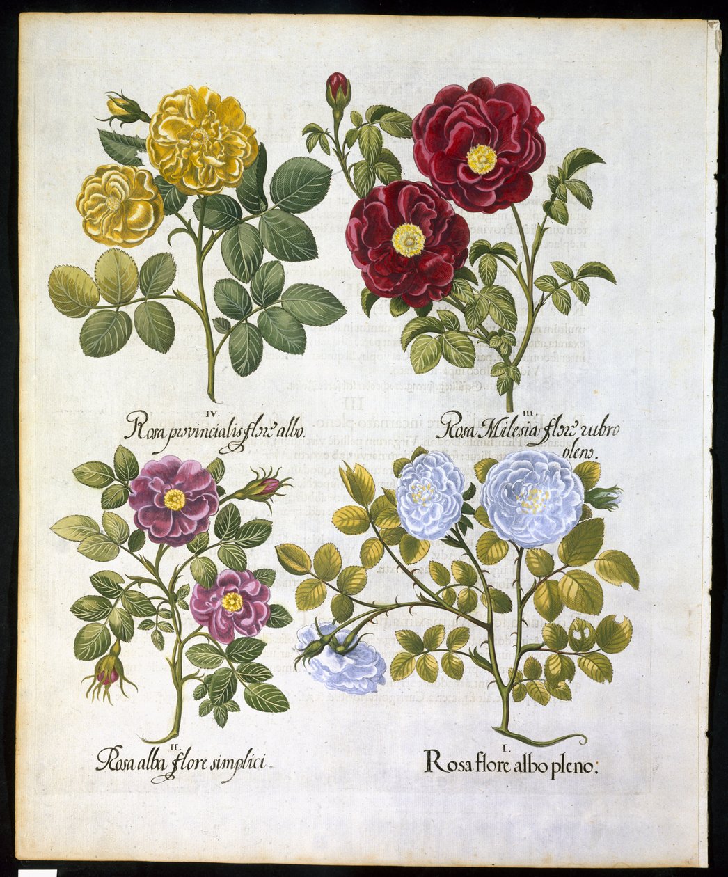 Rose, tavola 96 da Hortus Eystettensis di Basil Besler (1561-1629) pubblicato nel 1613 da German School