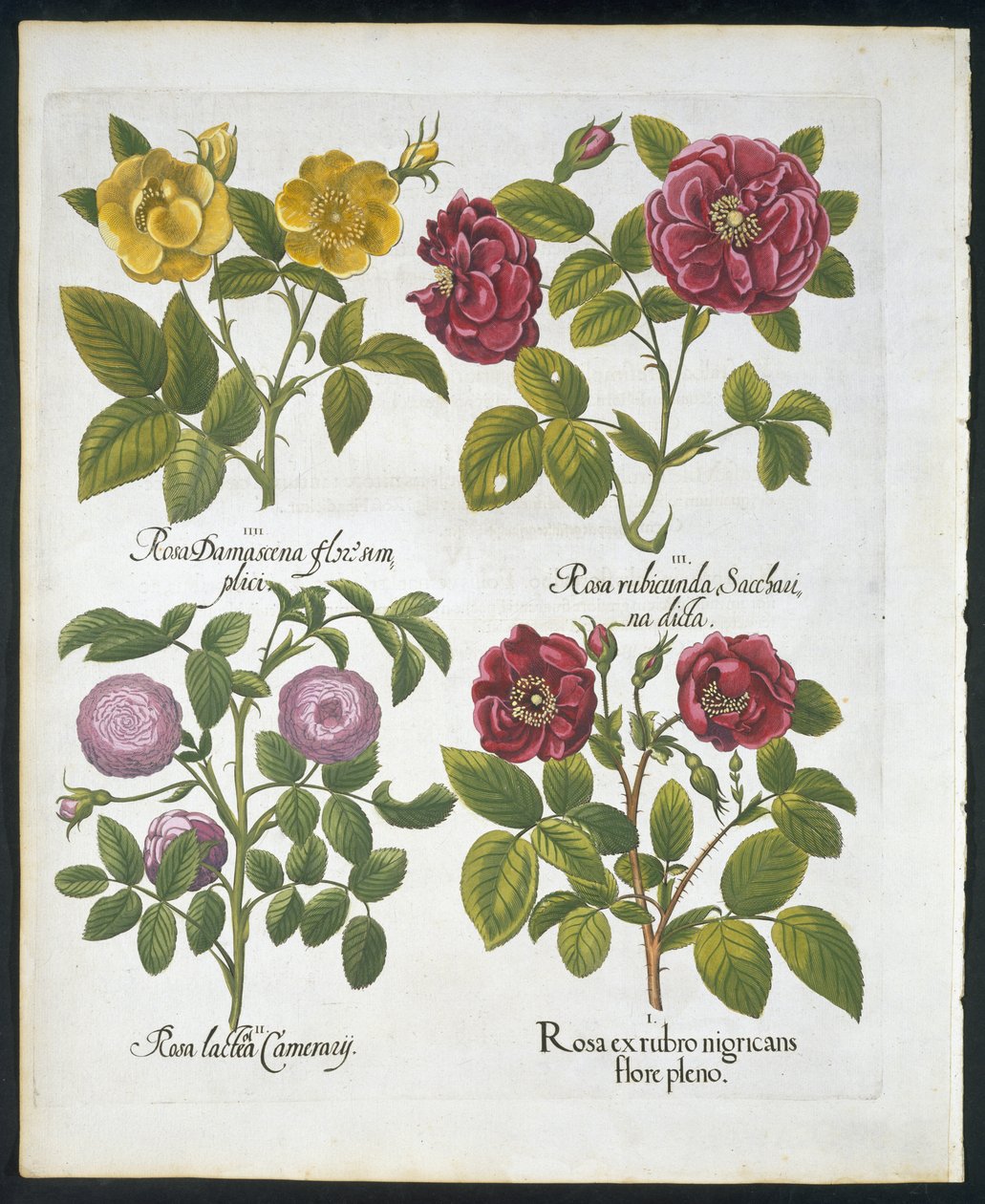 Rose, tavola 96 da Hortus Eystettensis di Basil Besler (1561-1629) pubblicato nel 1613 da German School