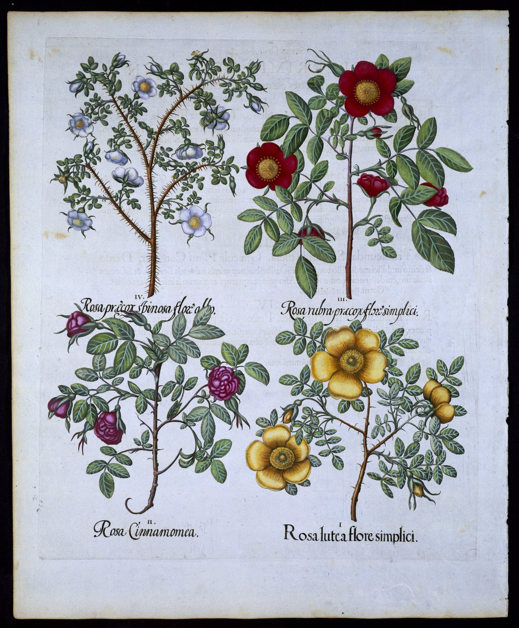 Rose, tavola 98 da Hortus Eystettensis di Basil Besler (1561-1629) pubblicato nel 1613 da German School