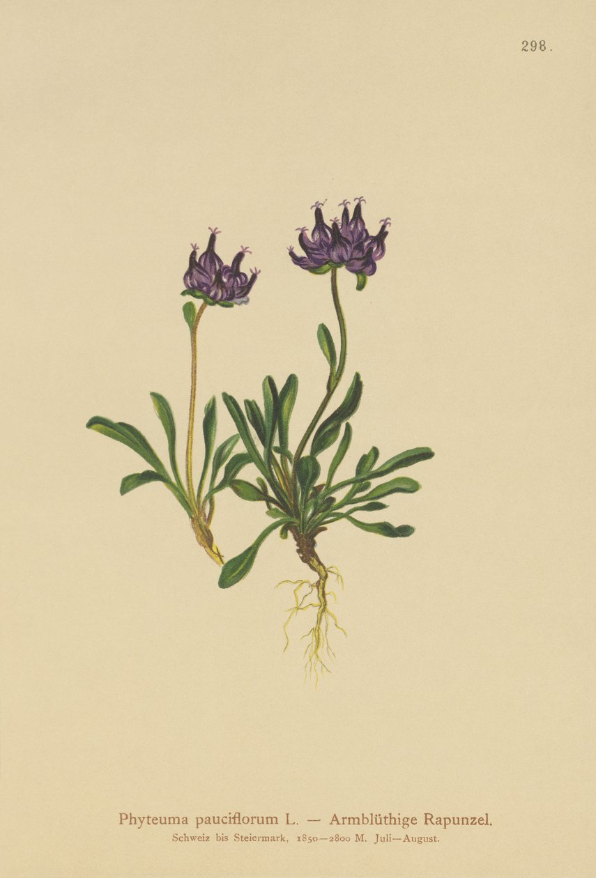 Raponzolo a testa rotonda (Phyteuma pauciflorum, Rapunculus pauciflorus, Phyteuma globulariifolium) da German School
