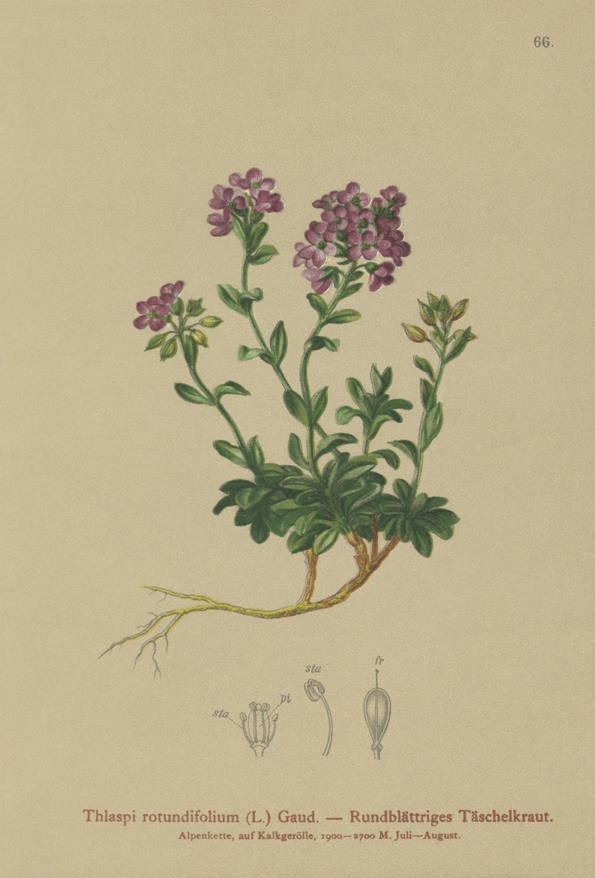 Thlaspi rotundifolium da German School