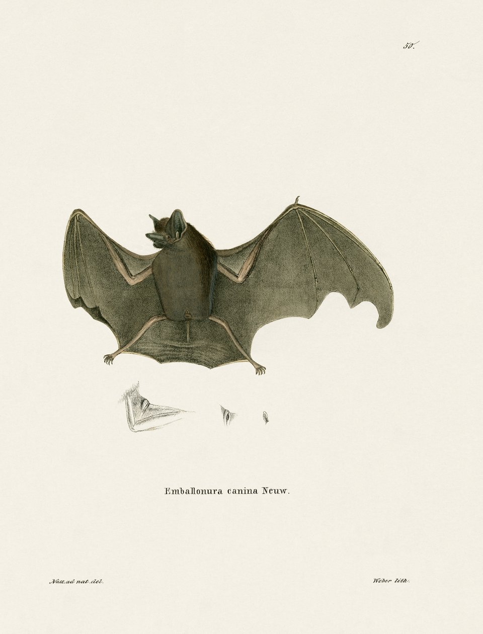 Pipistrello dalle ali a sacco da German School
