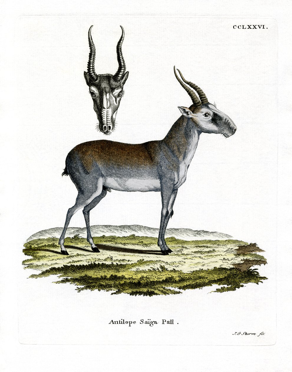 Saiga da German School