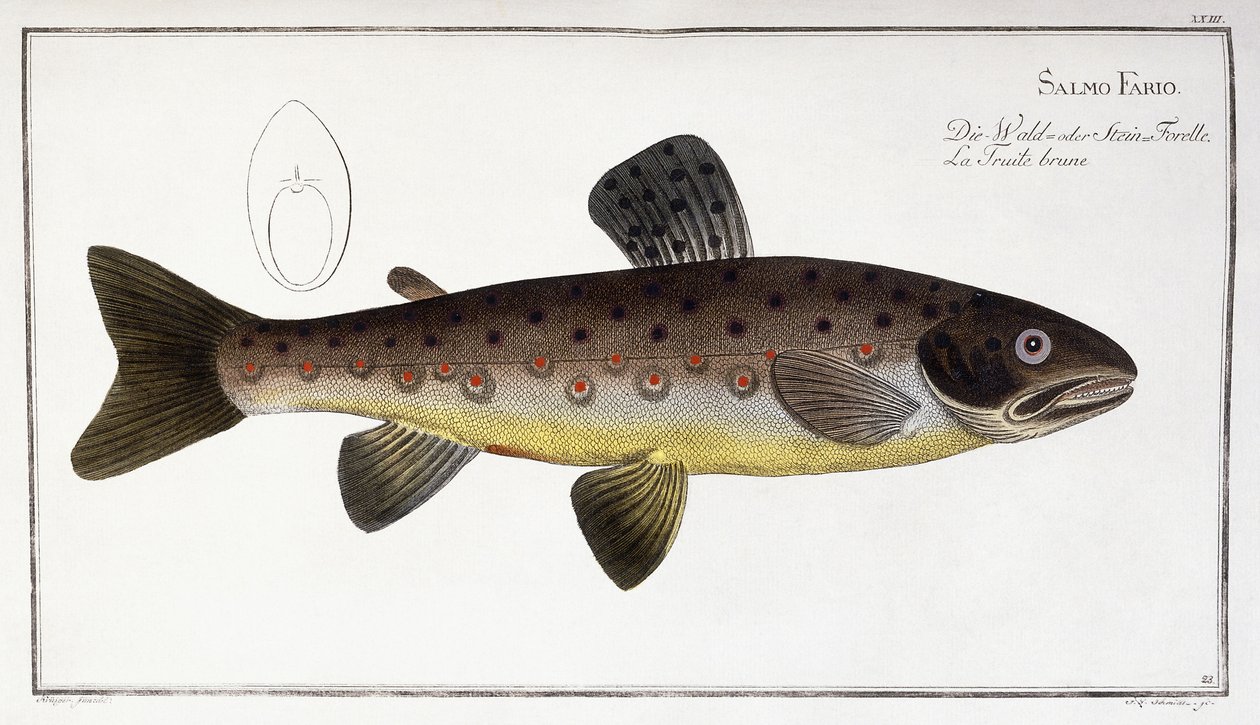 Salmo Fario da German School