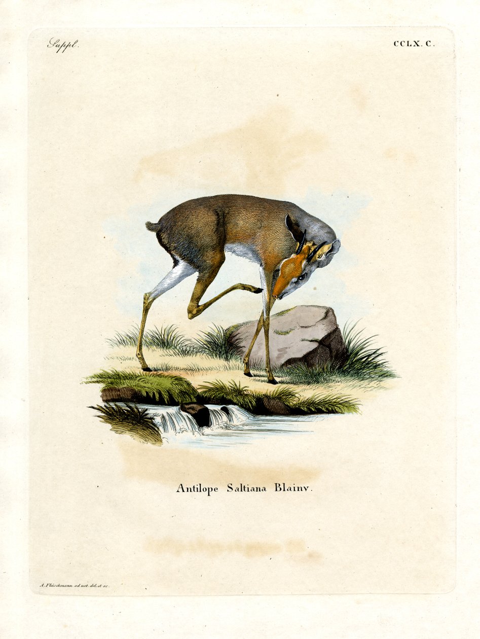 Dik-dik di Salt da German School