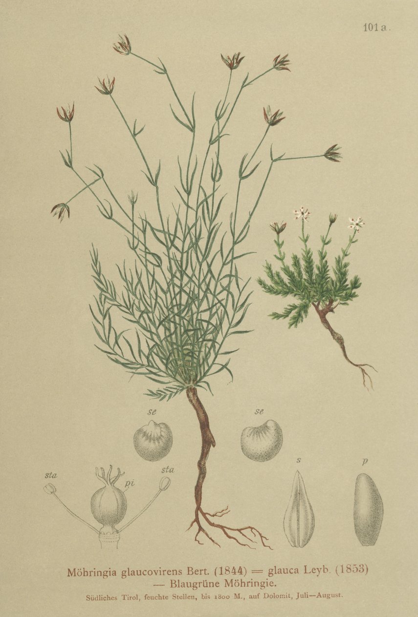 Moehringia glaucovirens da German School