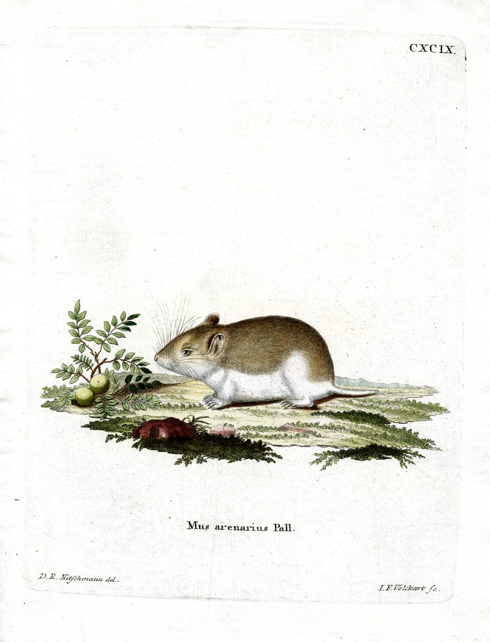 Ratto talpa sabbioso da German School