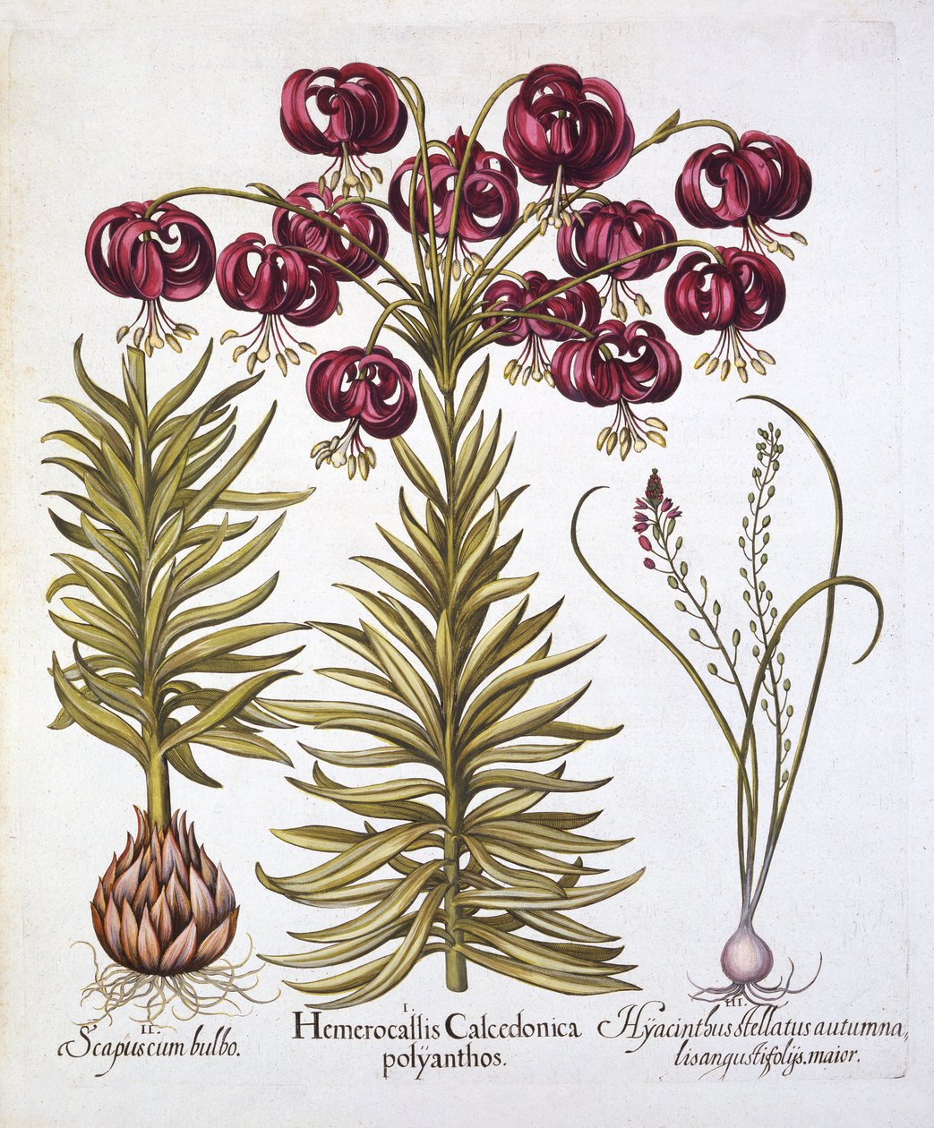 Giglio turco scarlatto e scilla autumnalis, da Hortus Eystettensis, di Basil Besler, pub. 1613 da German School