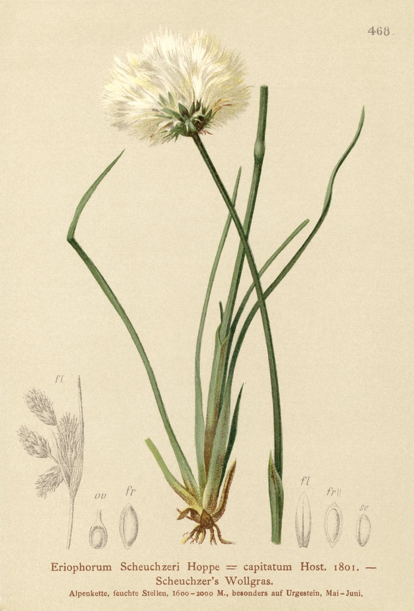 Eriophorum Scheuchzeri da German School