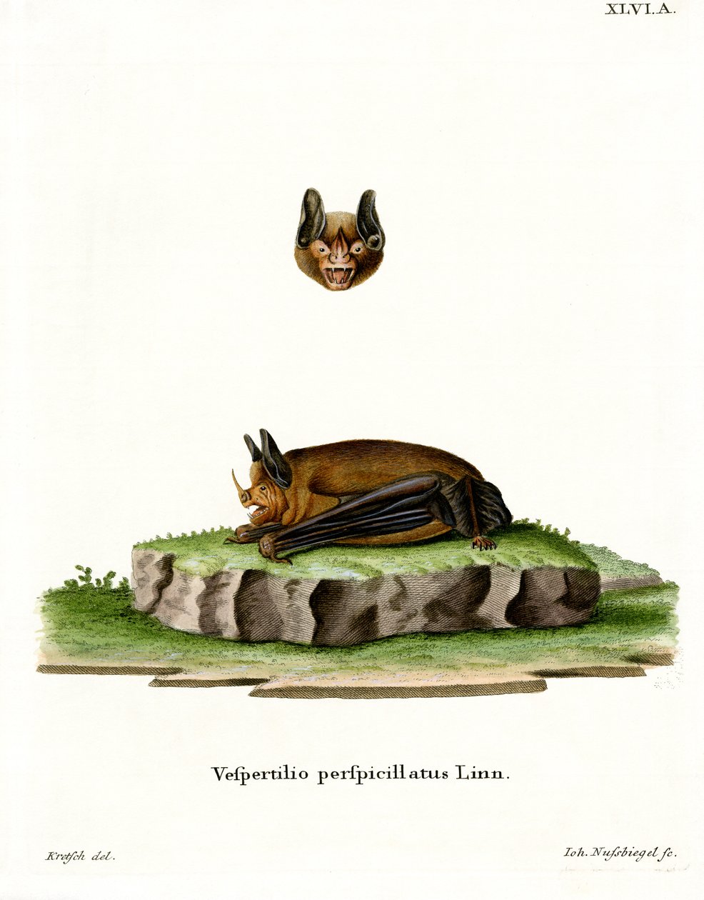 Pipistrello dalla coda corta di Seba da German School